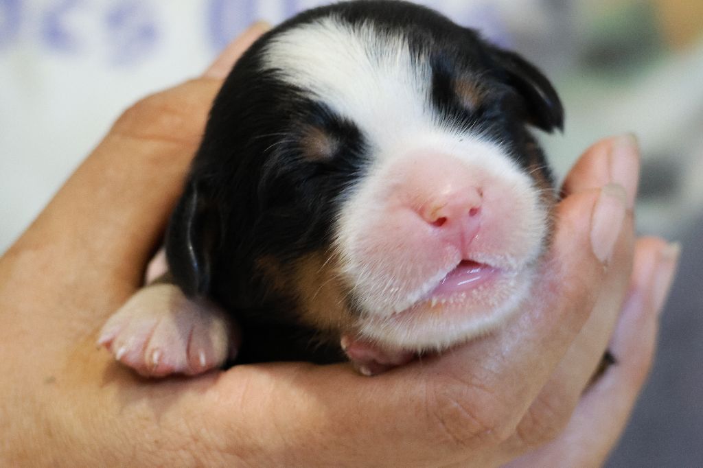 De La Cathedrale Des Ours - Chiots disponibles - Bouvier Bernois