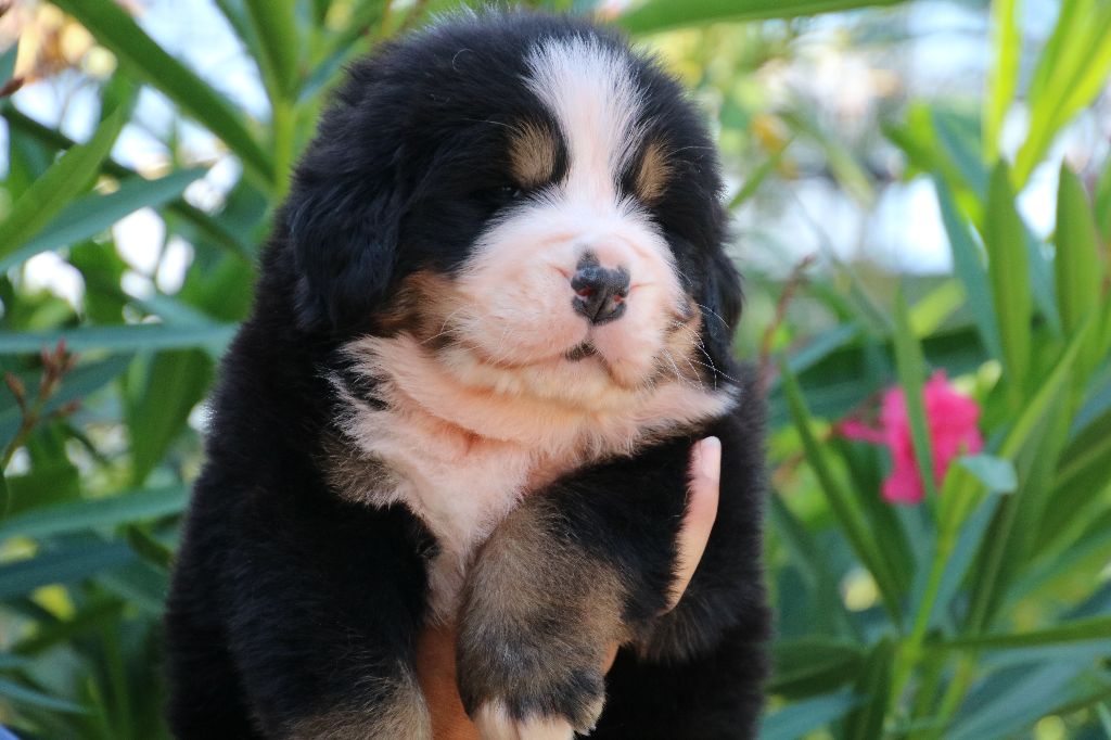 De La Cathedrale Des Ours - Bouvier Bernois - Portée née le 22/07/2021
