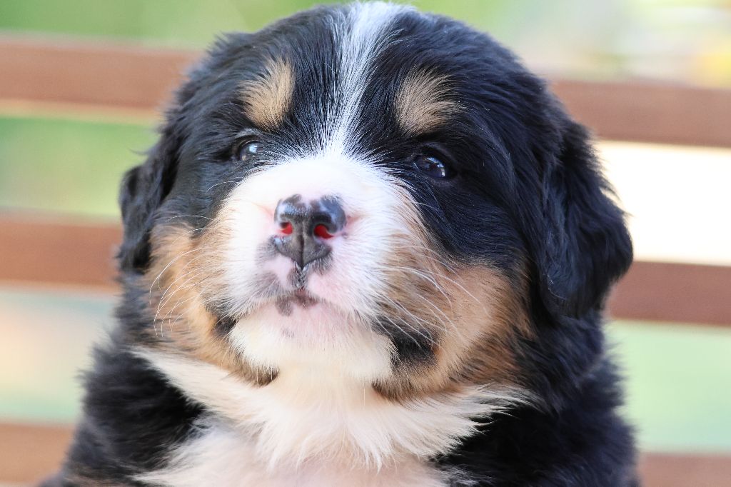 De La Cathedrale Des Ours - Chiots disponibles - Bouvier Bernois