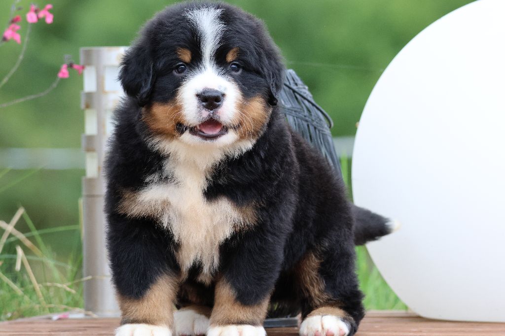 De La Cathedrale Des Ours - Chiots disponibles - Bouvier Bernois