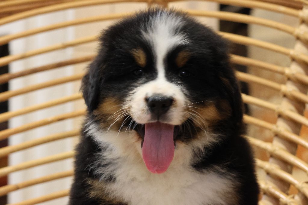 De La Cathedrale Des Ours - Chiots disponibles - Bouvier Bernois