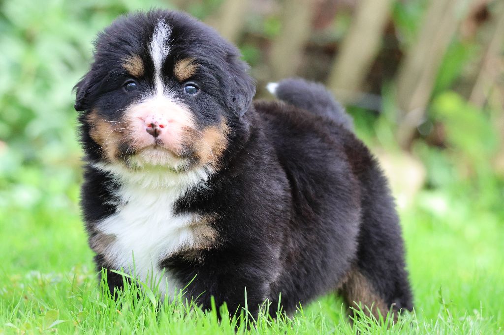 De La Cathedrale Des Ours - Chiots disponibles - Bouvier Bernois