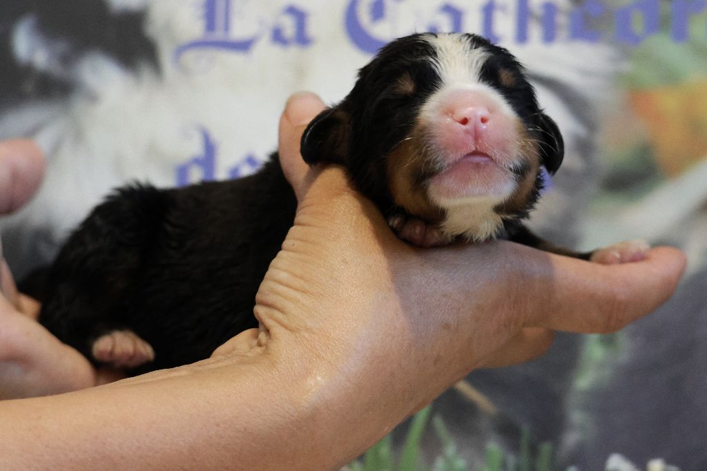 De La Cathedrale Des Ours - Chiots disponibles - Bouvier Bernois