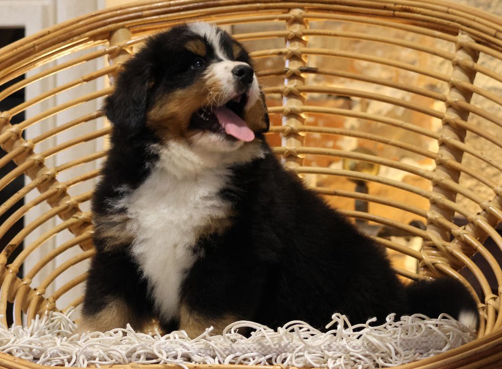 De La Cathedrale Des Ours - Chiots disponibles - Bouvier Bernois