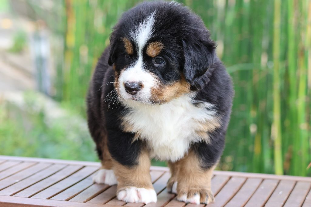 De La Cathedrale Des Ours - Chiots disponibles - Bouvier Bernois