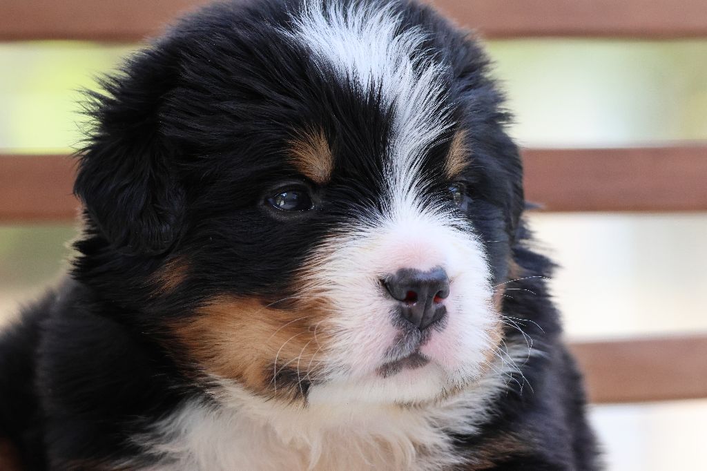 De La Cathedrale Des Ours - Chiots disponibles - Bouvier Bernois