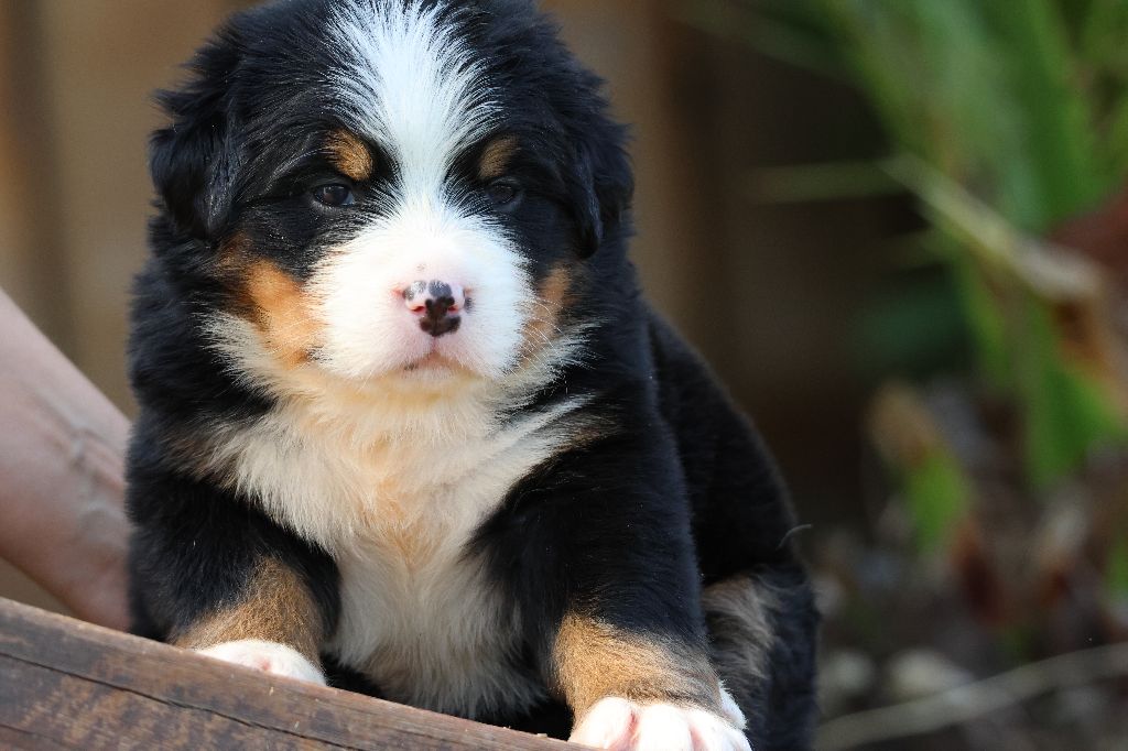De La Cathedrale Des Ours - Chiots disponibles - Bouvier Bernois