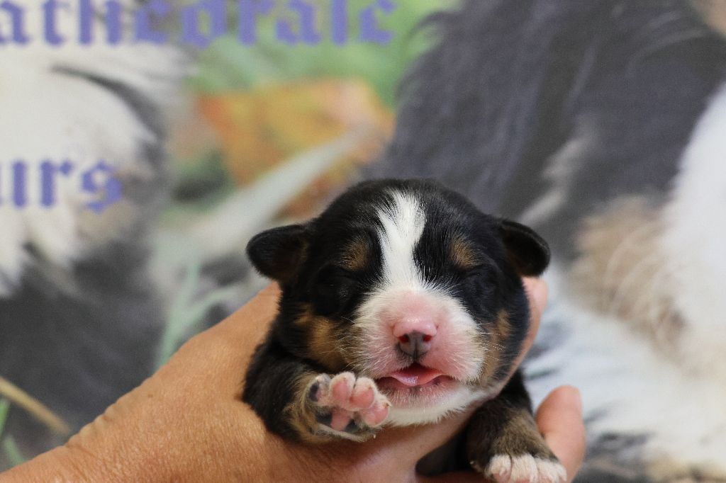 De La Cathedrale Des Ours - Chiots disponibles - Bouvier Bernois