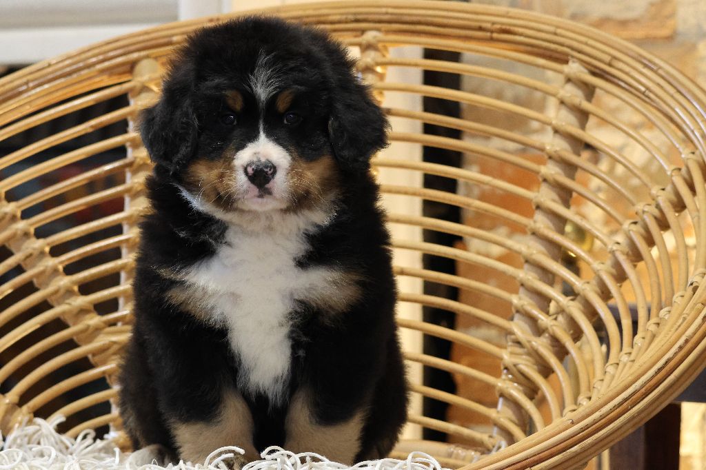 De La Cathedrale Des Ours - Chiots disponibles - Bouvier Bernois