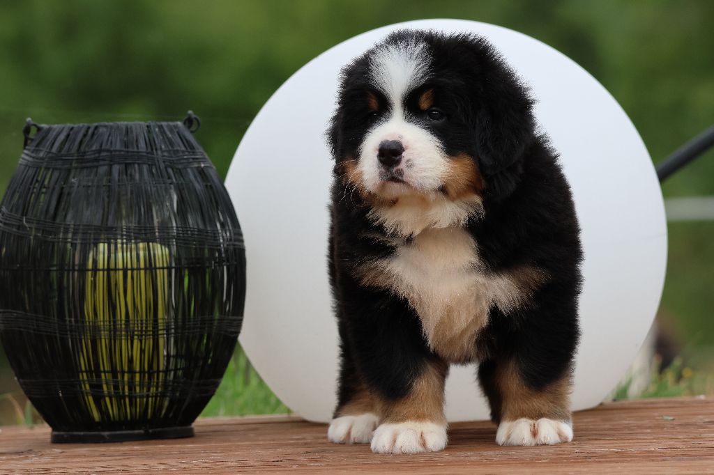 De La Cathedrale Des Ours - Chiots disponibles - Bouvier Bernois