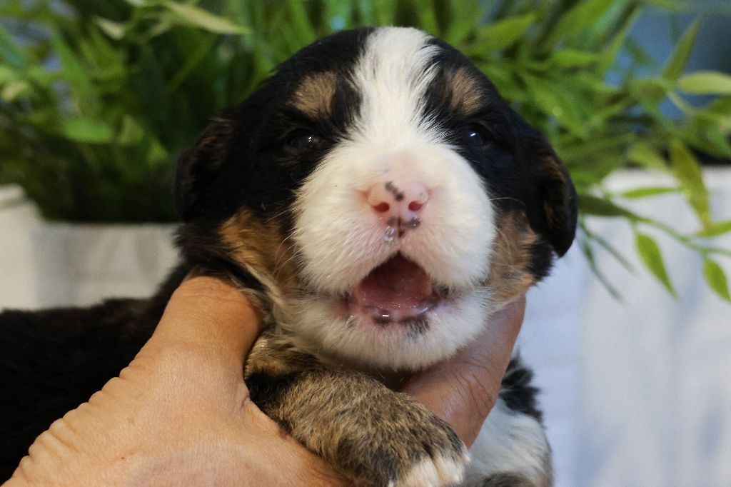 De La Cathedrale Des Ours - Chiots disponibles - Bouvier Bernois