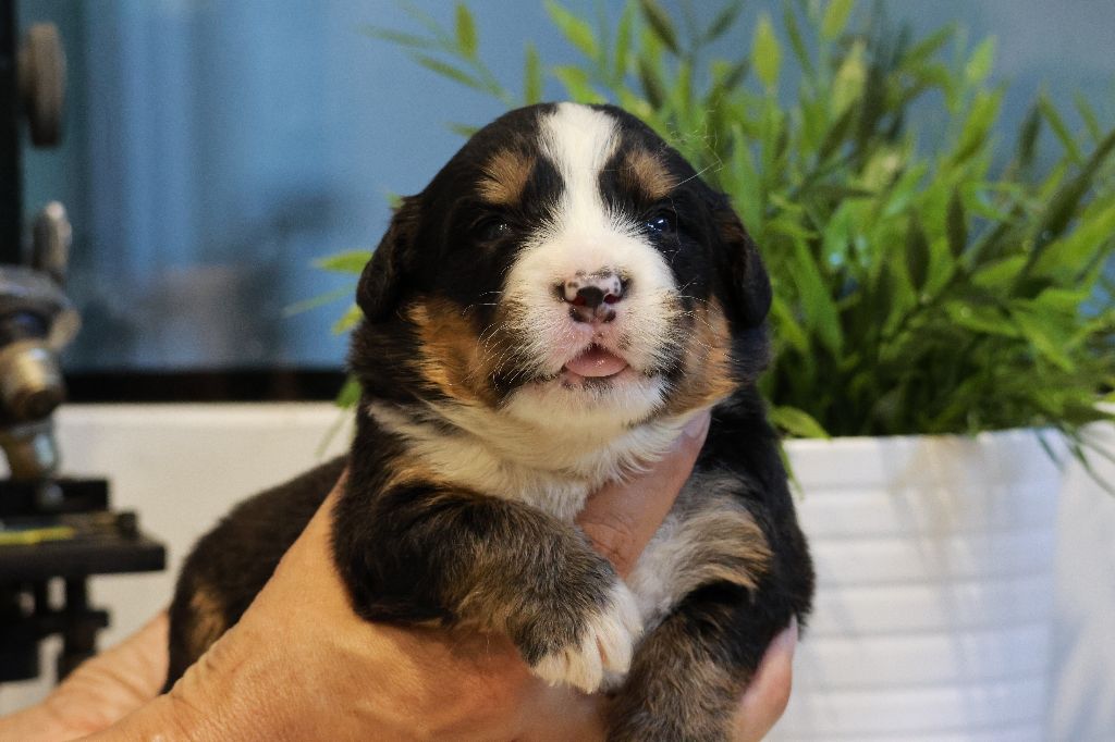 De La Cathedrale Des Ours - Chiots disponibles - Bouvier Bernois