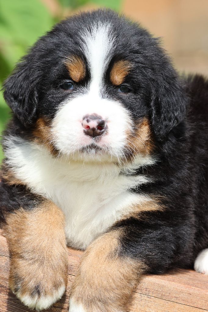 De La Cathedrale Des Ours - Chiots disponibles - Bouvier Bernois