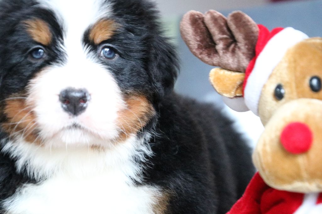 De La Cathedrale Des Ours - Bouvier Bernois - Portée née le 14/11/2018