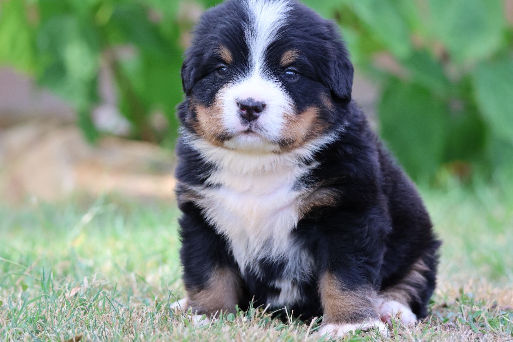 De La Cathedrale Des Ours - Chiots disponibles - Bouvier Bernois