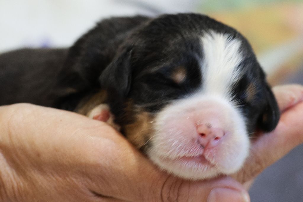 De La Cathedrale Des Ours - Chiots disponibles - Bouvier Bernois