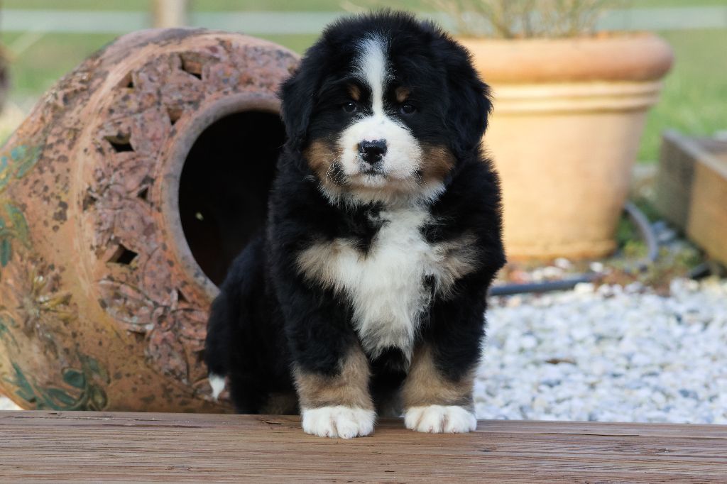 De La Cathedrale Des Ours - Chiots disponibles - Bouvier Bernois