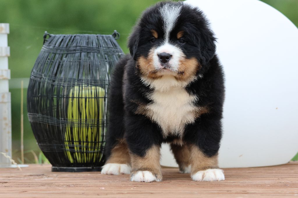 De La Cathedrale Des Ours - Chiots disponibles - Bouvier Bernois