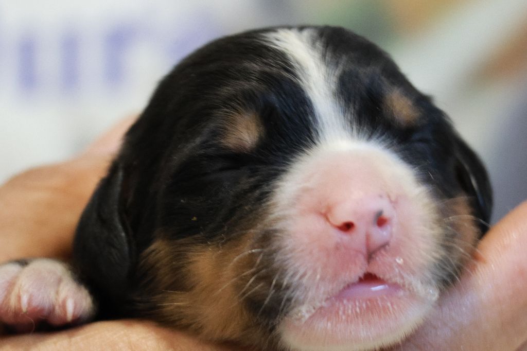 De La Cathedrale Des Ours - Chiots disponibles - Bouvier Bernois