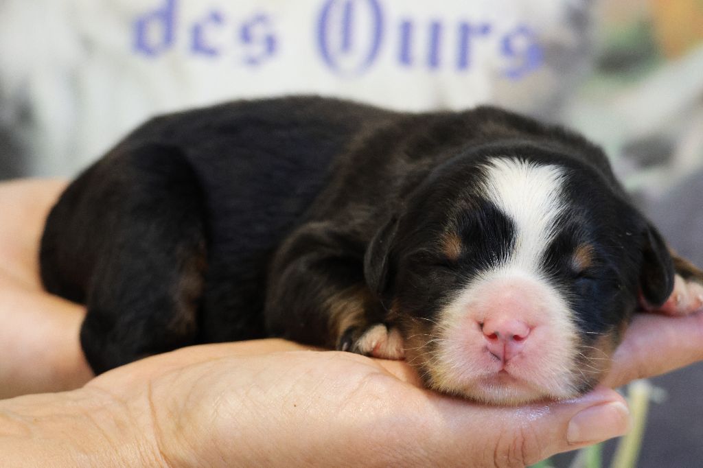 De La Cathedrale Des Ours - Chiots disponibles - Bouvier Bernois