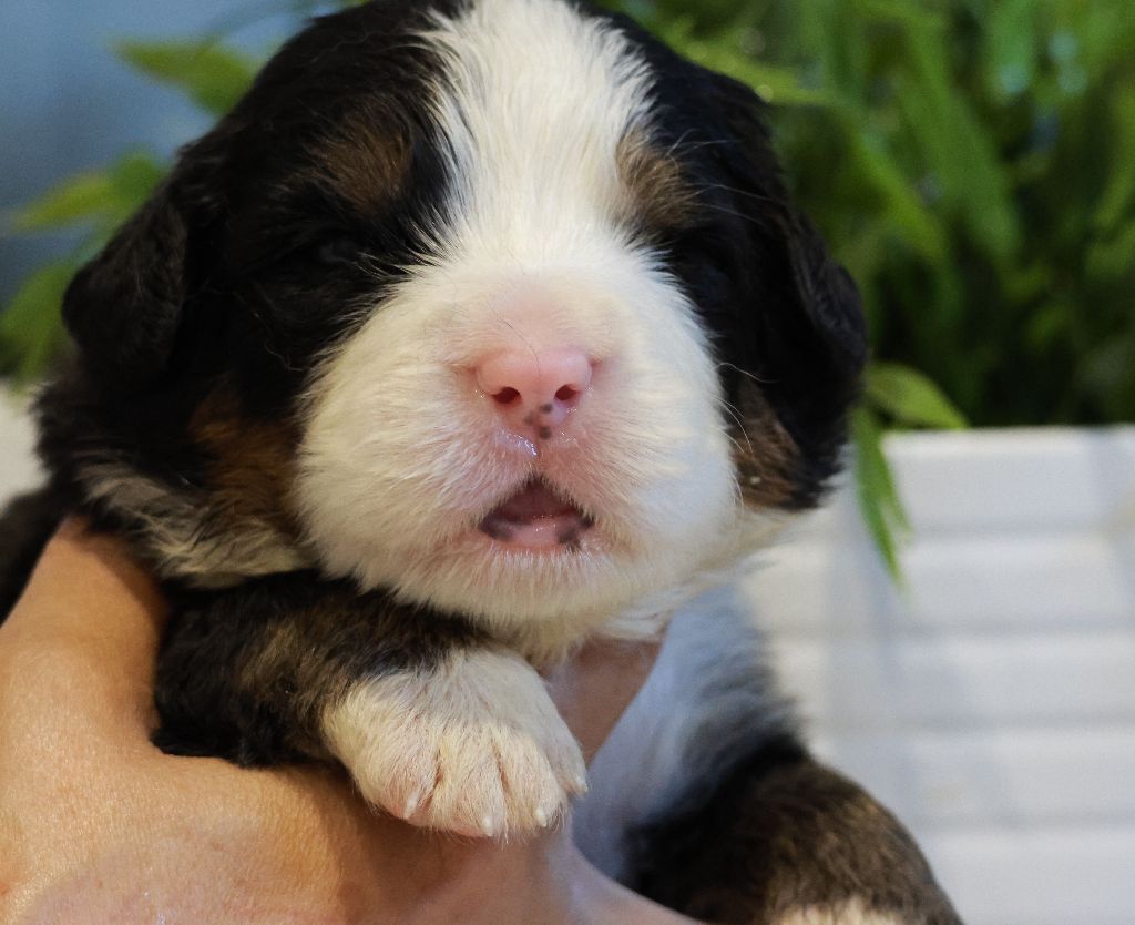 De La Cathedrale Des Ours - Chiots disponibles - Bouvier Bernois