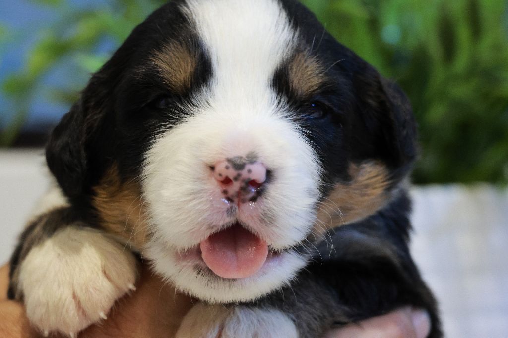 De La Cathedrale Des Ours - Chiots disponibles - Bouvier Bernois