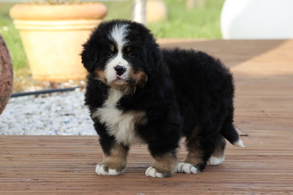 De La Cathedrale Des Ours - Chiots disponibles - Bouvier Bernois